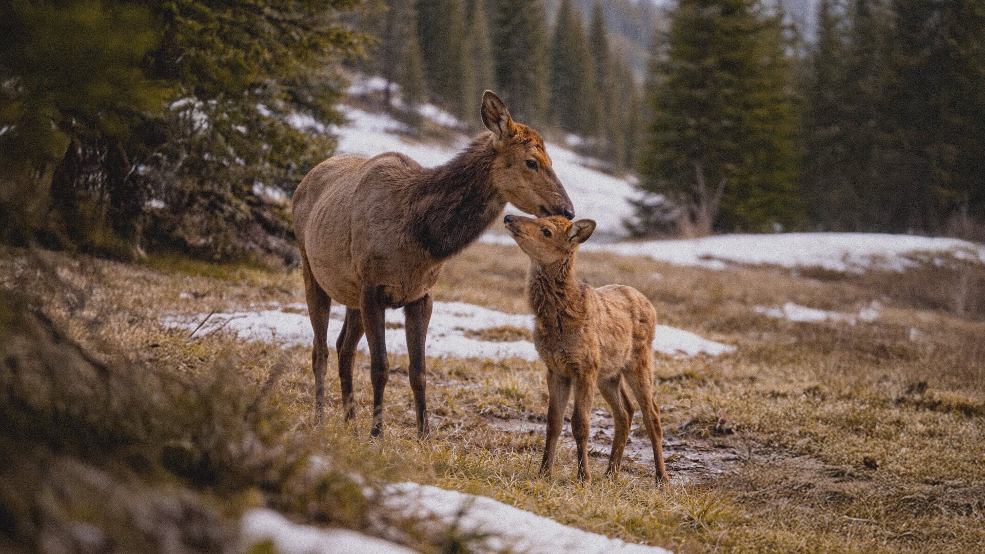 A mother elk and her calf stand together in a snowy forest clearing during spring shoulder season in Big Sky, Montana, surrounded by pine trees.