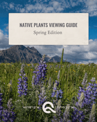 Big Sky Quarry's Native Plants Viewing Guide: Spring Edition