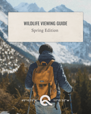 Big Sky Quarry's Wildlife Viewing Guide: Spring Edition